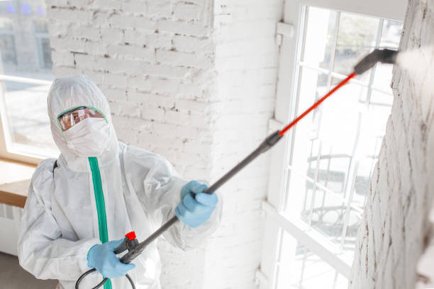 Trusted Hayden, ID Mold Removal Experts