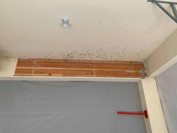 Mold Documentation for Insurance Claims